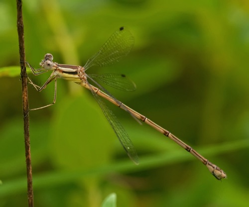 Female
2011_06_22_Floyd